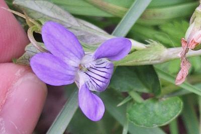 Violette des chiens
