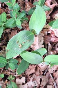 Muguet