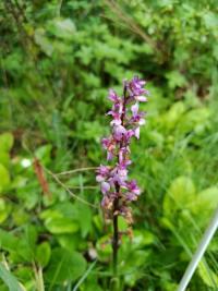 Orchis mâle