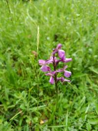 Orchis bouffon