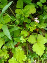 Géranium luisant