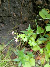 Géranium luisant