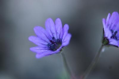 Géranium à feuilles molles