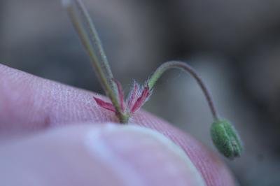 Géranium à feuilles molles