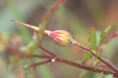 Géranium pourpre
