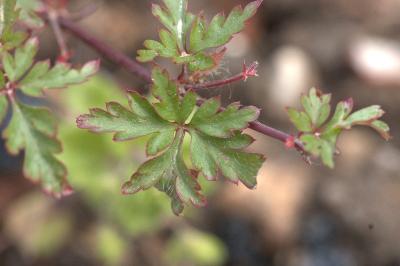 Géranium pourpre