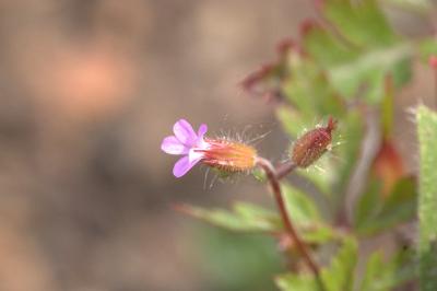 Géranium pourpre
