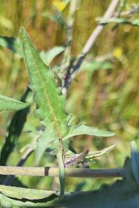 Herbe aux chantres