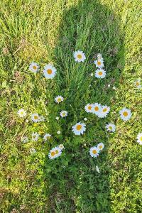 Marguerite commune