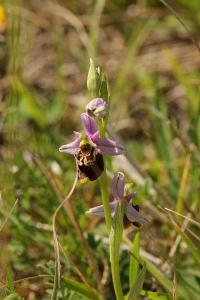 Ophrys bourdon