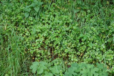 Géranium luisant