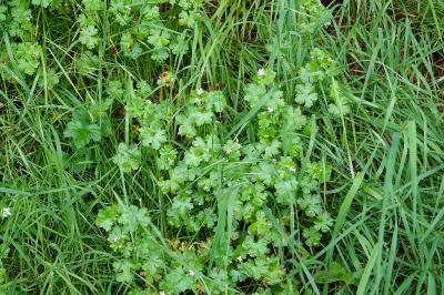 Géranium luisant