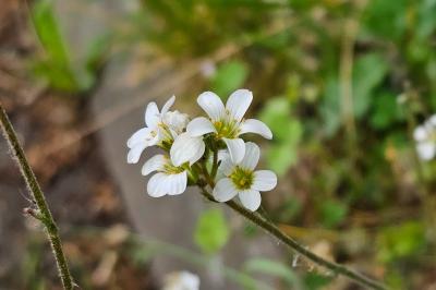 Saxifrage granulé