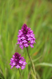 Orchis pyramidal