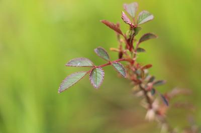 Rosier rubigineux