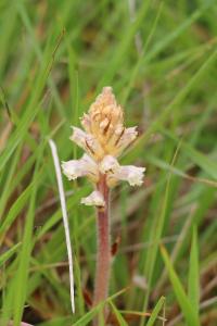 Orobanche de la picride