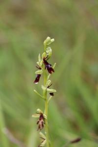 Ophrys mouche