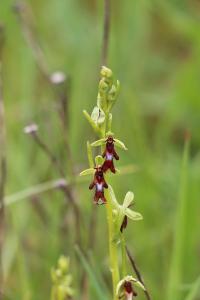 Ophrys mouche