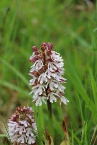 Orchis pourpre