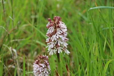 Orchis pourpre
