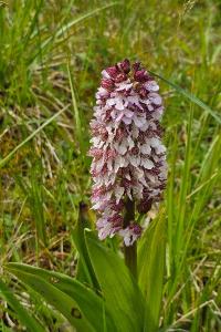 Orchis pourpre