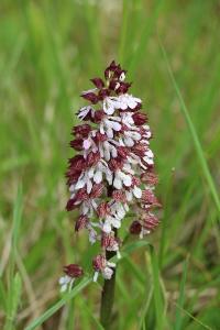 Orchis pourpre