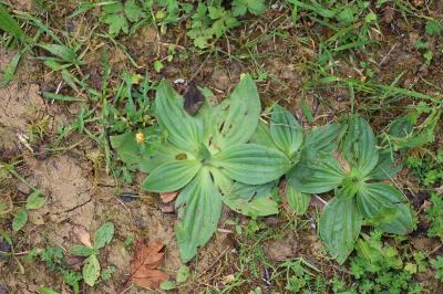 Plantain moyen