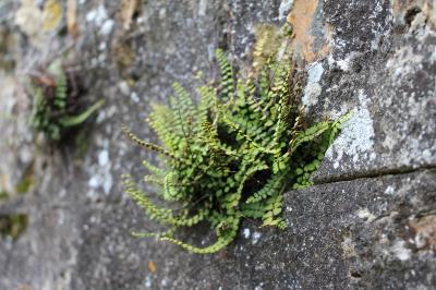 Capillaire des murailles