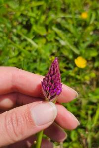 Orchis pyramidal