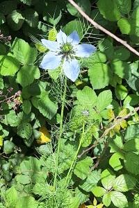 Nigelle de Damas