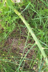 Asperge officinale