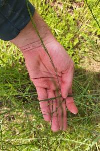 Asperge officinale