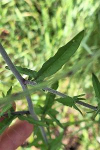Herbe aux chantres