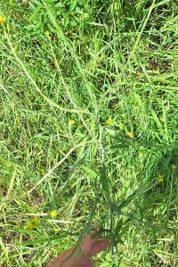 Herbe aux chantres
