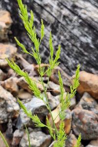 Asperge officinale