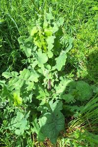 Laiteron potager