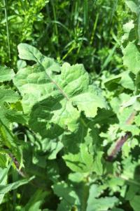Laiteron potager