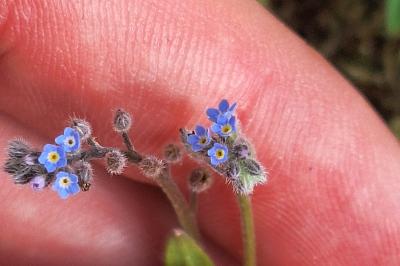 Myosotis rameux