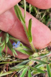 Myosotis rameux