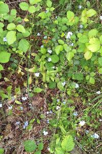 Myosotis des forêts