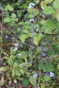 Myosotis des forêts