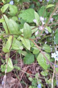 Myosotis des forêts