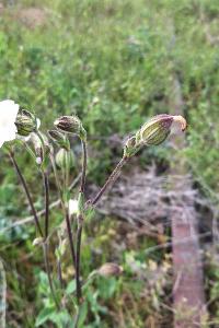 Compagnon blanc