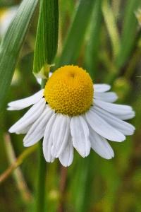 Matricaire Camomille