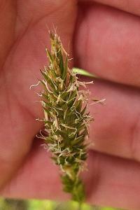 Flouve odorante