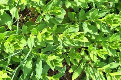 Saponaire officinale