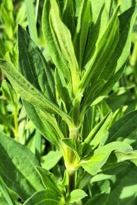 Saponaire officinale