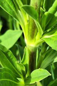 Saponaire officinale