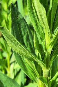 Saponaire officinale