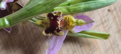 Ophrys abeille